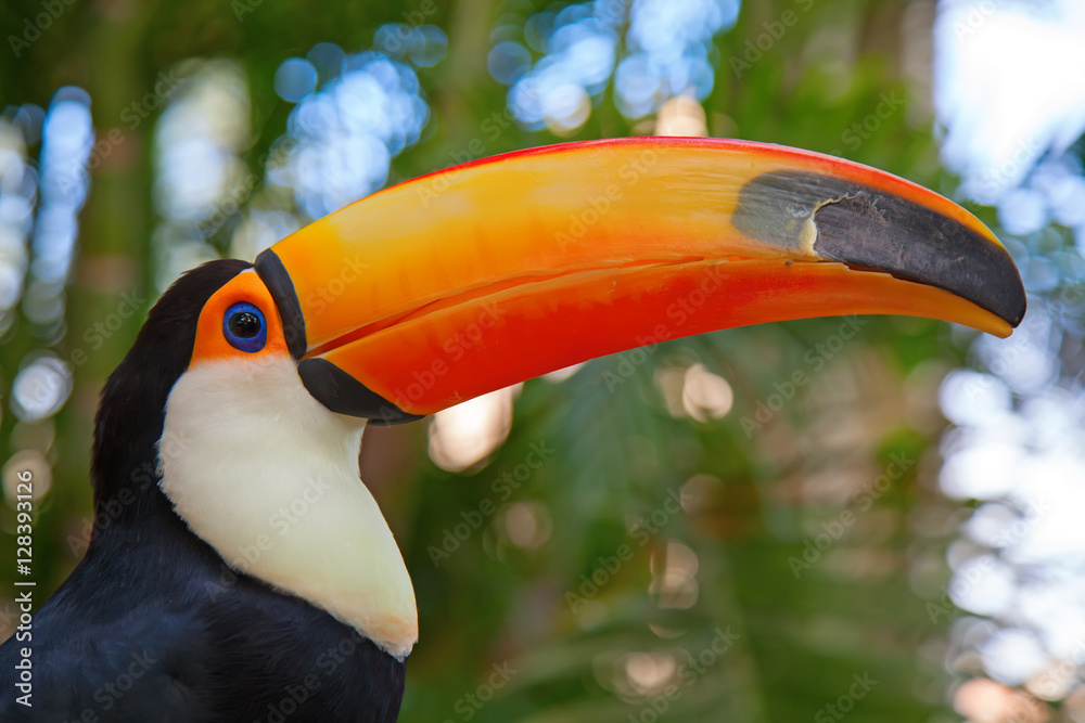 Naklejka premium Colorful tucan