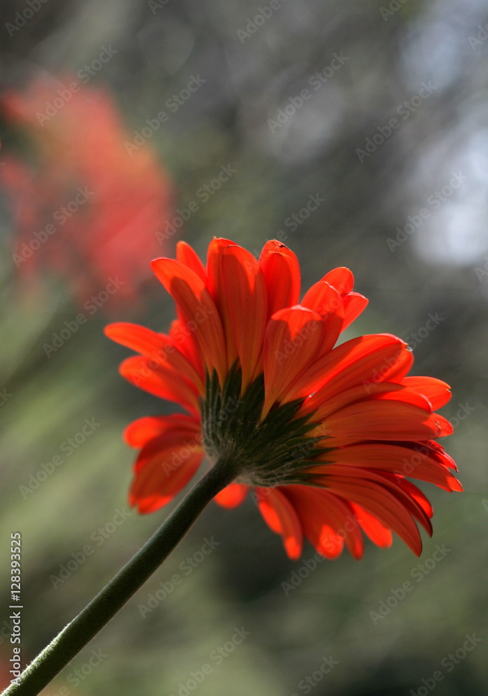 Czerwona gerbera, odbicie w szybie