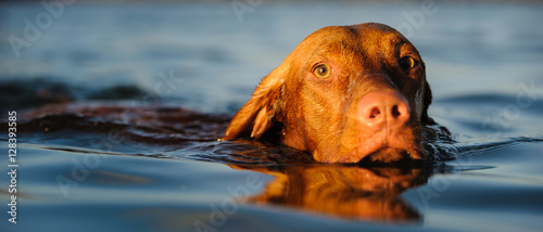 Vizsla dog swimming in blue water photo