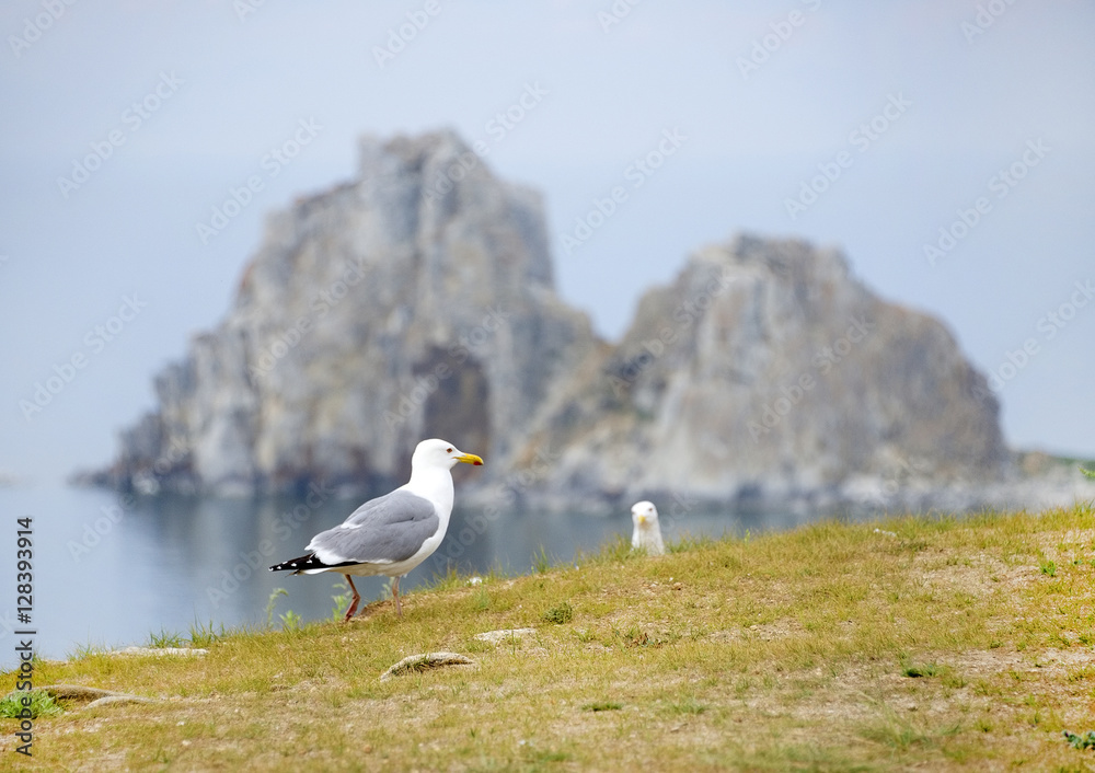 Seagulls on the Olkhon Island, Baikal Lake, Russian Federation Seagulls on the Olkhon Island, Baikal Lake, Russian Federation