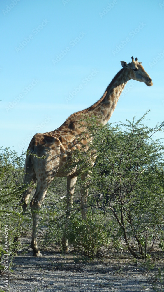 Obraz premium Giraffe at trees in Africa
