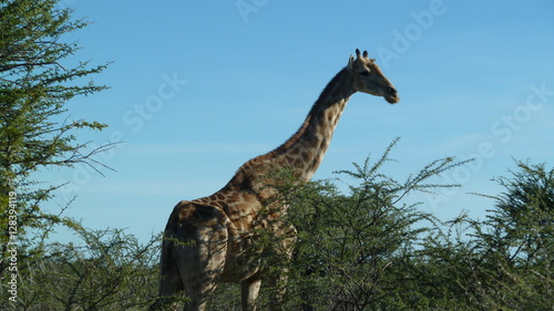 Fototapeta Naklejka Na Ścianę i Meble -  Giraffe at trees in Africa
