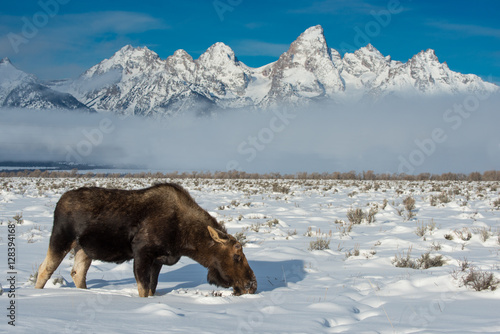 Moose grazing in the winter plains of the Grand Tetons