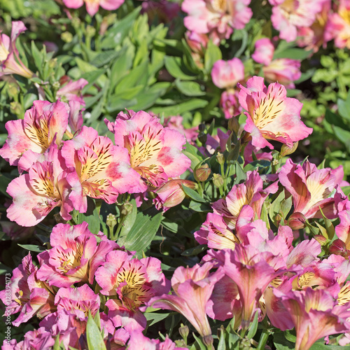 Inkalilien, Alstroemeria © M. Schuppich