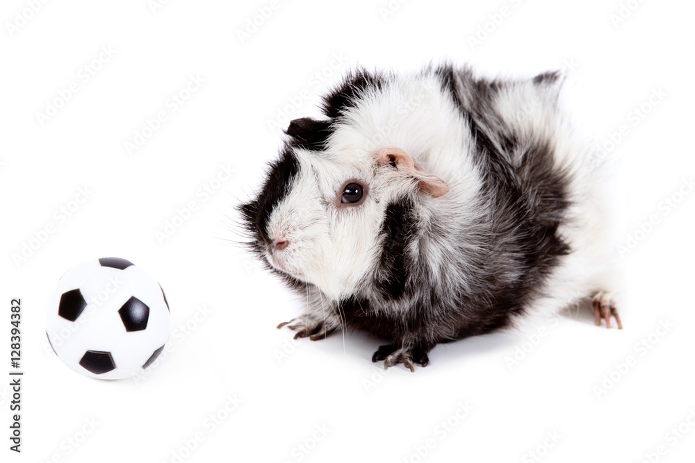 little guinea pig playing football little guinea pig playing football