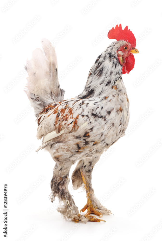 Fototapeta premium White cock.