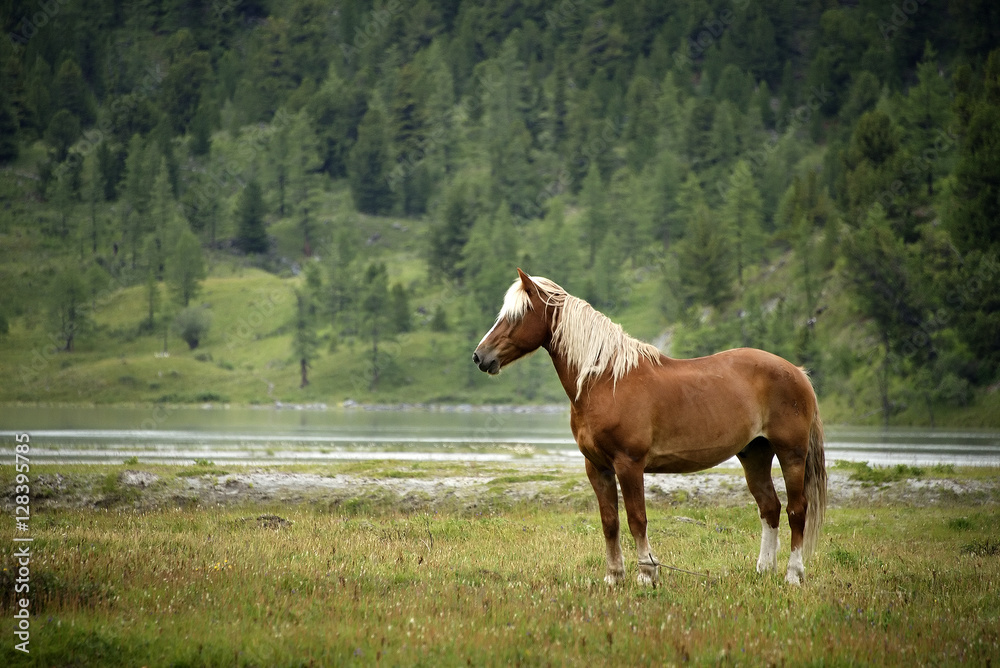 Fototapeta premium Horse in Altai Mountains, Russian Federation