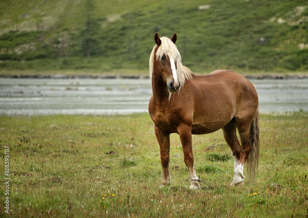 Obraz premium Horse in Altai Mountains, Russian Federation