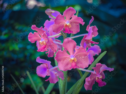 Photography Pink Vanda orchid hybrid