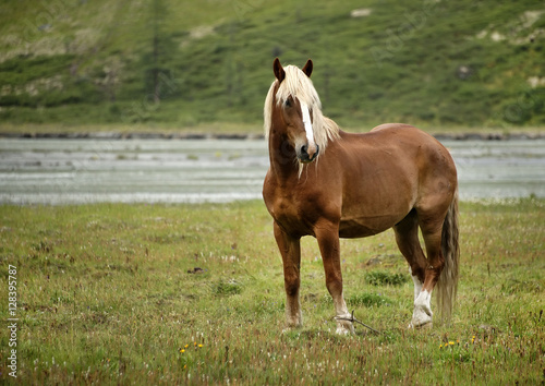 Horse in Altai Mountains, Russian Federation © Rechitan Sorin