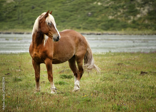 Horse in Altai Mountains  Russian Federation