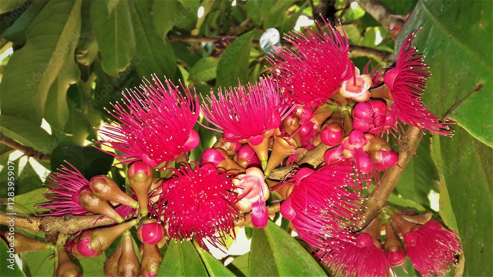 Flower and fruits Flower and fruits