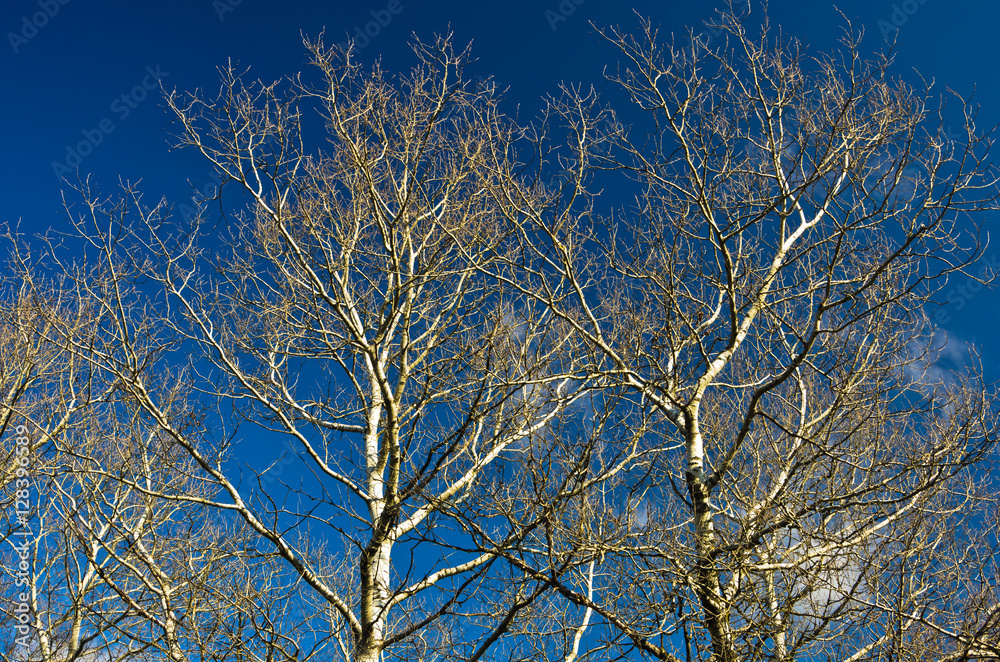 Tree branches without leaves against blue sky at sunny autumn day Tree branches without leaves against blue sky at sunny autumn day