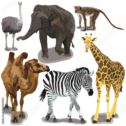 Fototapeta Naklejka Na Ścianę i Meble -  Set With African Animals