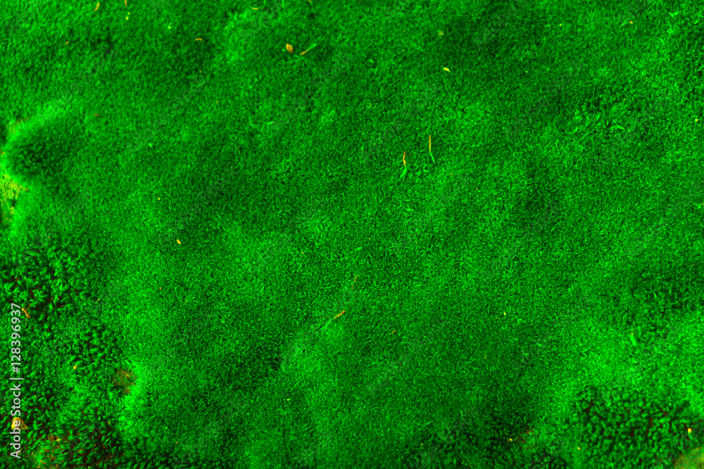 Fototapeta premium Green natural moss background - top view. Selective focus.