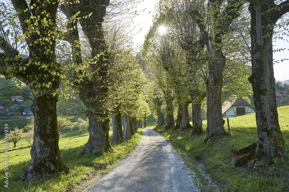 Fototapeta premium Lindenallee 