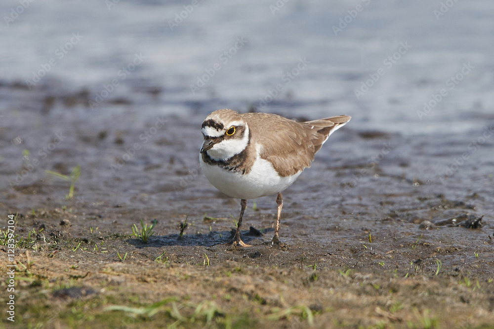 Little ringed plover (Charadrius dubius) Little ringed plover (Charadrius dubius)