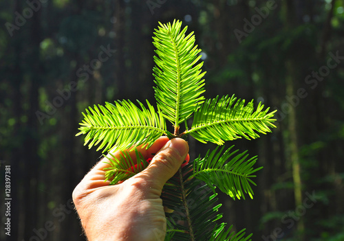 Nature man forest care forestry protection