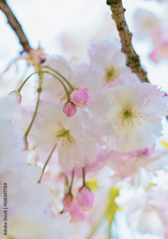 Obraz premium Flowers of the cherry blossoms