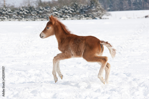 Nice foal running © lenkadan