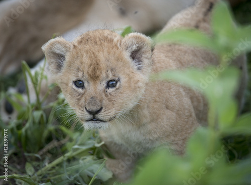 Fototapeta Naklejka Na Ścianę i Meble -  Newborn Lion Cub