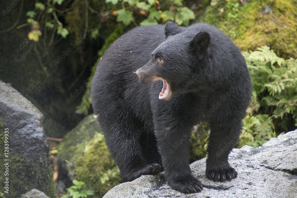 Obraz premium Black Bear with Mouth Open, Anan Creek
