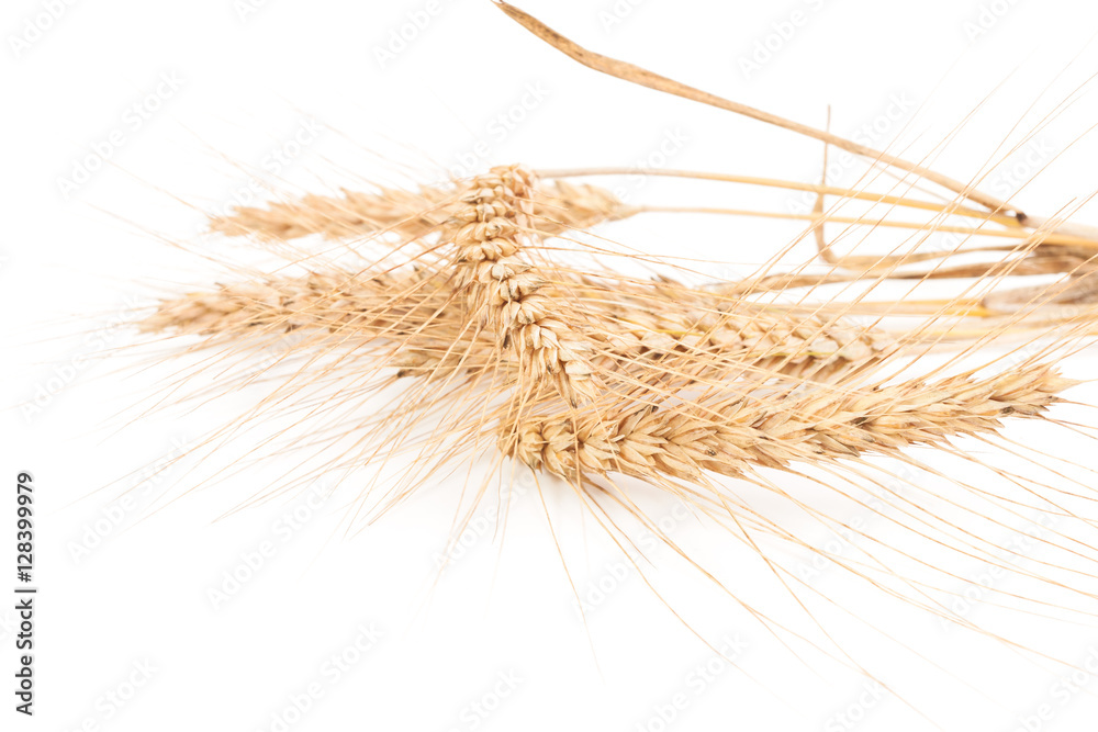 ears of wheat isolated on white ears of wheat isolated on white