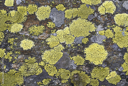 Landkartenflechte (Rhizocarpon geographicum) auf Silikatfelsen