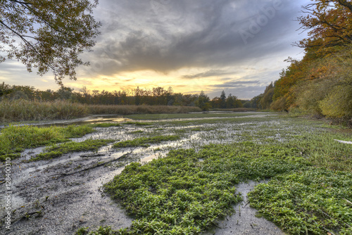 Auenlandschaft an der Aare mit Ehrenpreis