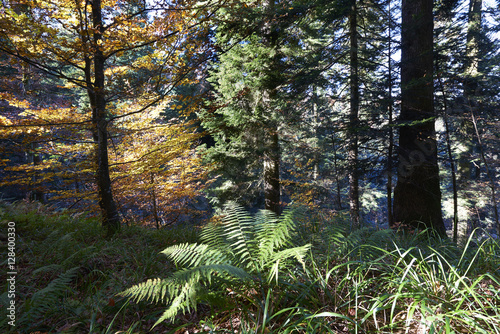 Herbstlicher Tannen-Buchenwald im Emmental photo