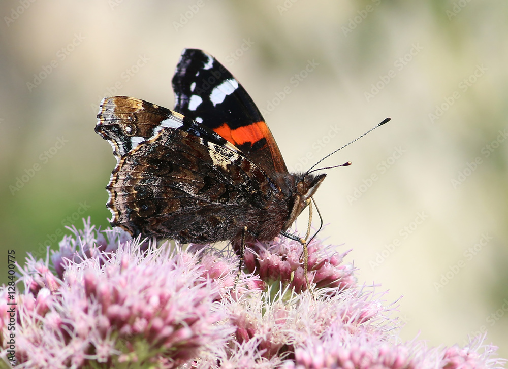 Red Admiral butterfly (Vanessa atalanta) feedng on a hemp agrimony flower in summer. Red Admiral butterfly (Vanessa atalanta) feedng on a hemp agrimony flower in summer.