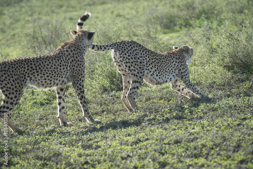 Cheetah in Heat, with Male Following