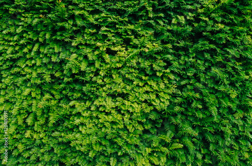 Natural cut green bush fence closeup texture