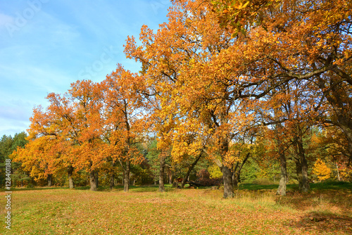 Autumn in the oak grove