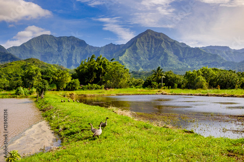 Landscape view of Hanalai valley with wild geese (Nene), Kauai photo