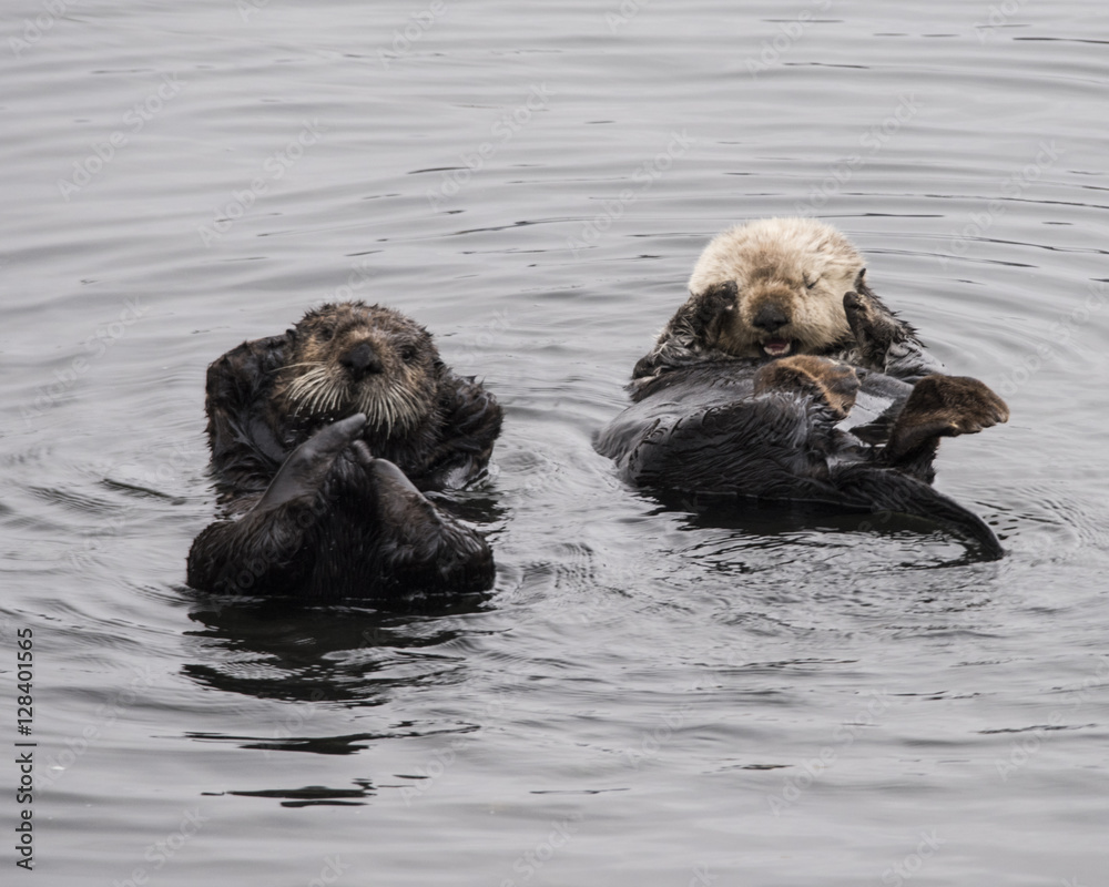 Fototapeta premium Sea Otters
