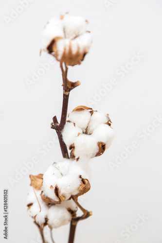 Decorative cotton