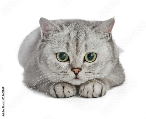 Beautiful cute cat isolated on white background. Gray British Shorthair.