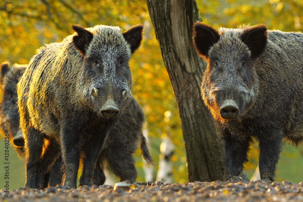 curious wild boars - obrazy, fototapety, plakaty 