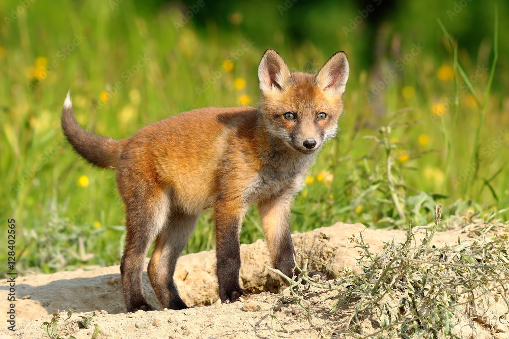 curious european red fox cub curious european red fox cub