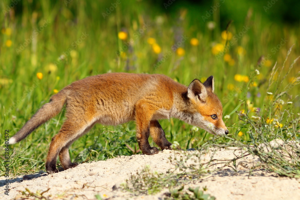 cute young fox