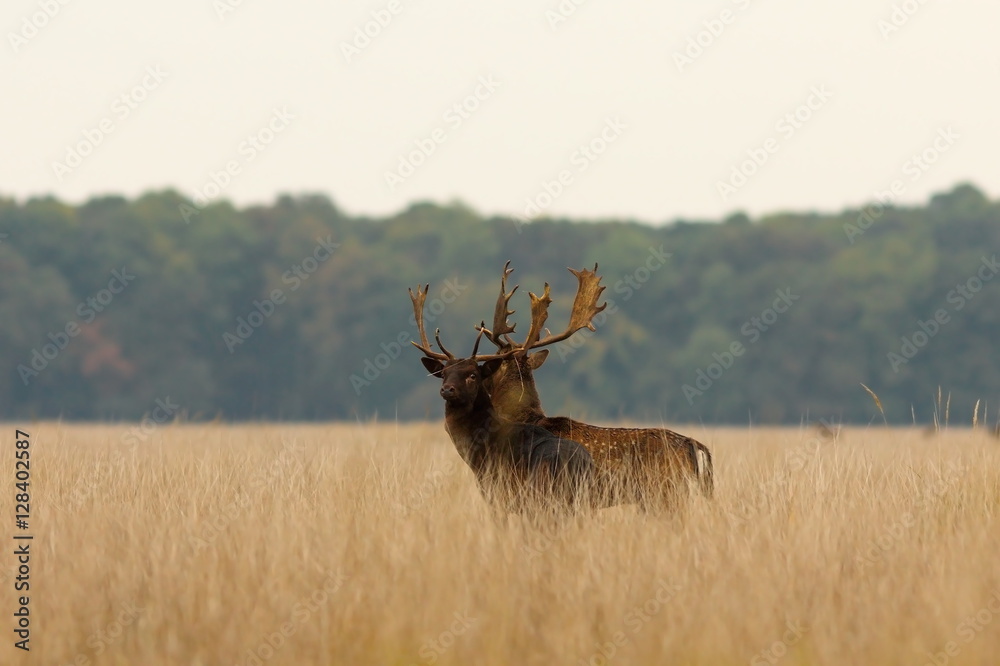 Fototapeta premium fallow deer bucks after the fight