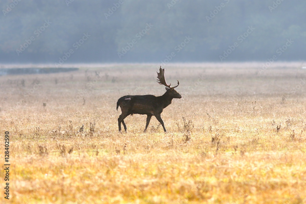 Naklejka premium fallow deer buck on field
