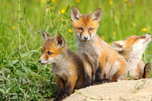 beautiful fox cubs © taviphoto