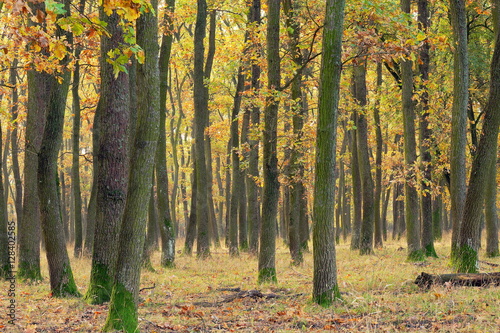 detail of oak forest in autumn