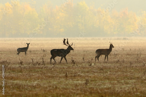 fallow deer family in morning mist