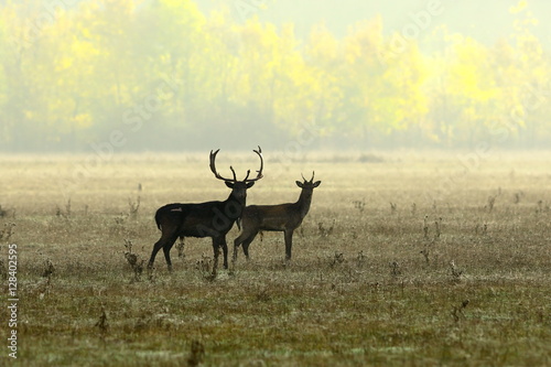 fallow deers in morning light