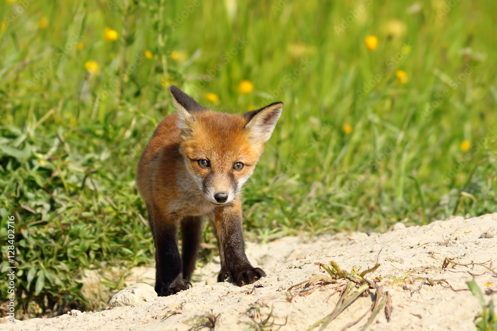 young small european fox cub