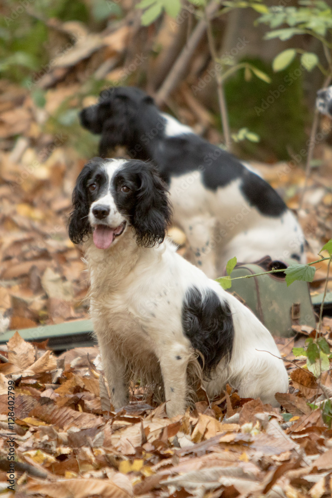 A day in the life of working dogs