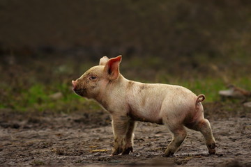 young pig near the farm